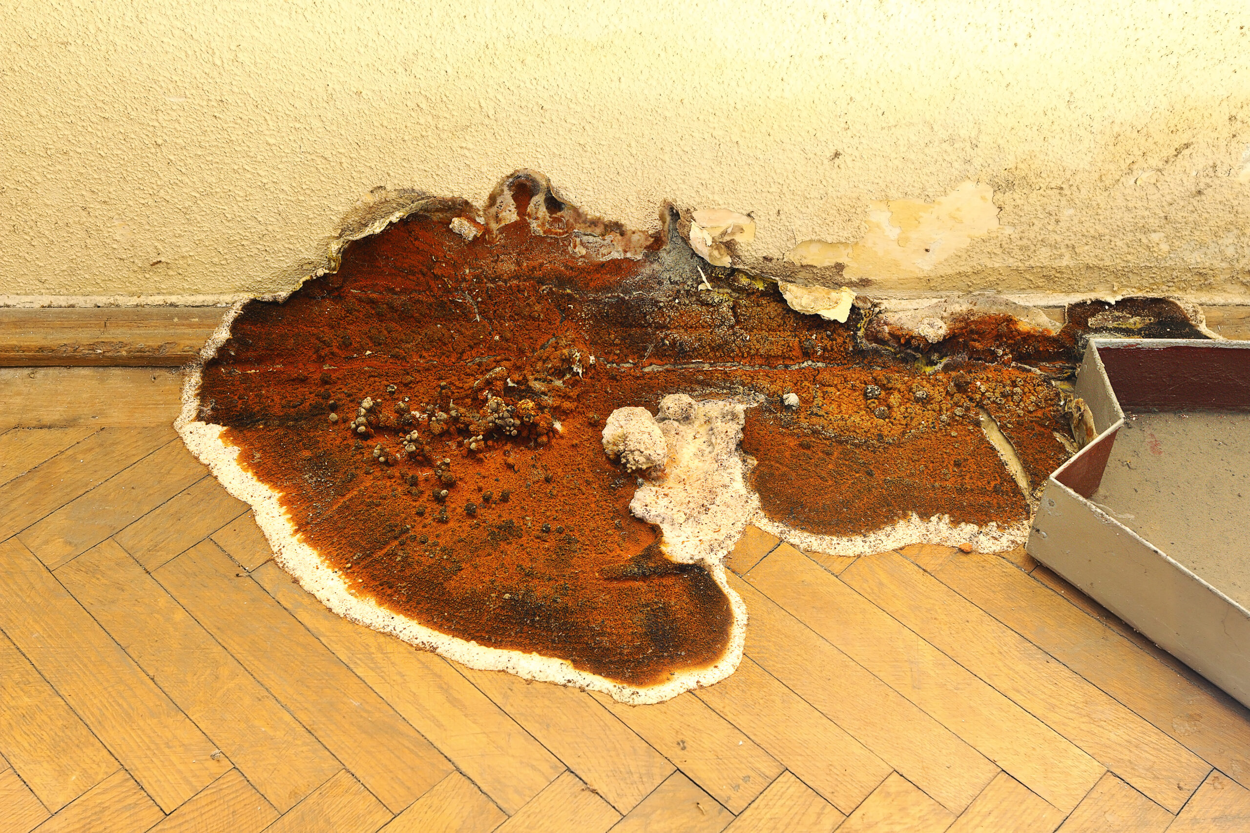 La mérule attaque le parquet et les murs